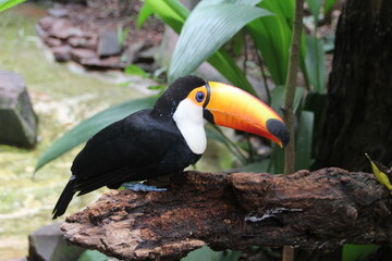 Toucan, Bird Park, Iguassu, Brazil.
