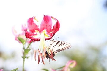 Wild life of a butterfly on a lily