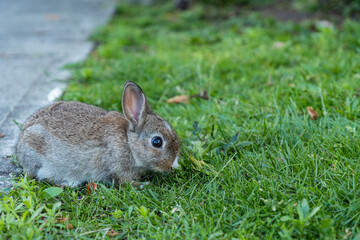 close up of a brown baby bunny with white nose eating on grass field on the roadside