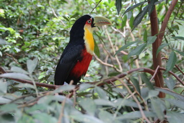 Toucan, Bird Park, Iguassu, Brazil.