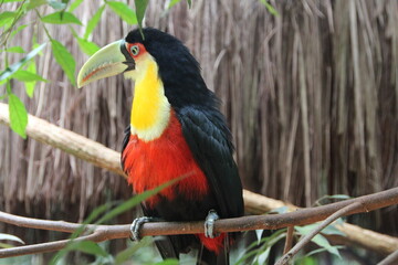 Toucan, Bird Park, Iguassu, Brazil.