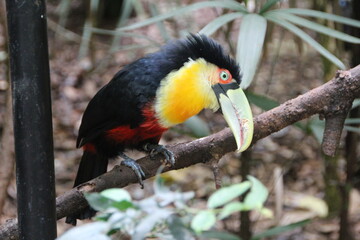 Toucan, Bird Park, Iguassu, Brazil.
