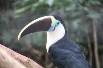 Naklejka premium Toucan, Bird Park, Iguassu, Brazil.