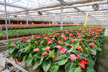 flowers in green house