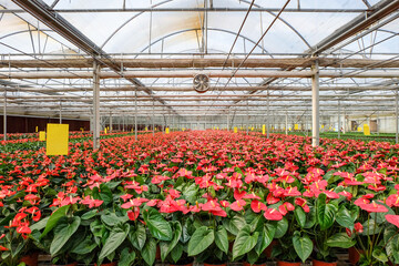 flowers in green house