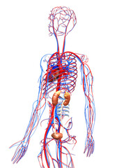3d rendered, medically accurate illustration of the kidneys and circulatory system