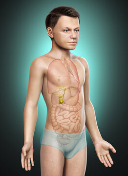 3d rendered medically accurate illustration of young boy Organs Gallbladder Anatomy