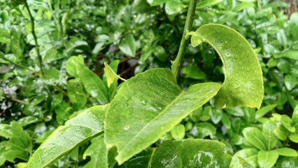 green leaves with water drops, natural wallpaper for advertisement or printing diary cover or page