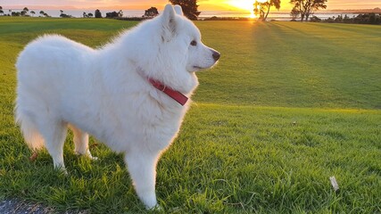 Samoyed dog on the grass