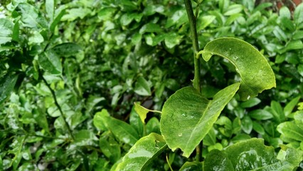 green leaves with water drops, natural wallpaper for advertisement or printing diary cover or page