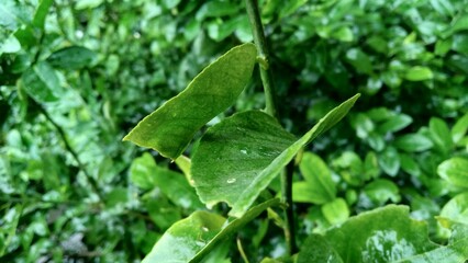 green leaves with water drops, natural wallpaper for advertisement or printing diary cover or page