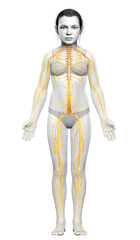 Fototapeta premium 3d rendered medically accurate illustration of a young girl nervous system