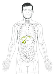3d rendered medically accurate illustration of male Organs Gallbladder Anatomy