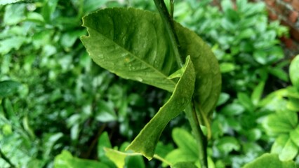 green leaves with water drops, natural wallpaper for advertisement or printing diary cover or page