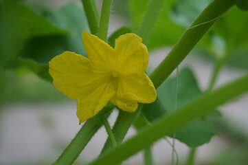Obraz premium flowering cucumber with a yellow flower