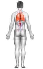 3d rendered, medically accurate illustration of a male lung anatomy