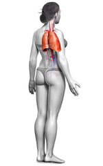 3d rendered, medically accurate illustration of a female lung anatomy
