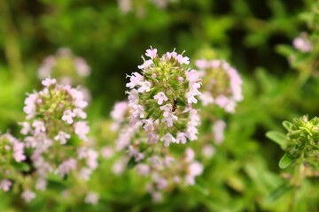 Thyme is blooming in pink.
An ant is on them.
