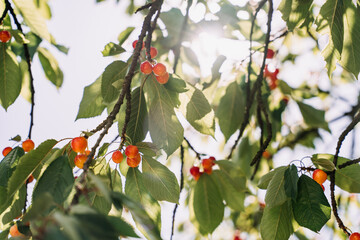 Red and sweet cherries on a branch in summer