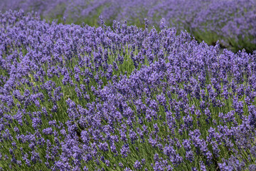 Obraz premium field of lavender