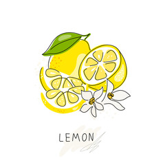 Whole lemon cut in half, slice, clipping path isolated on a white background. Set.