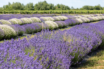 Fototapeta premium field of lavender