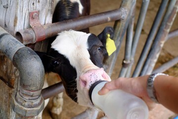 A closeup of young black and white Holstein calf in a barn, being fed a bottle of milk, with its...