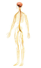 3d rendered medically accurate illustration of the nervous system