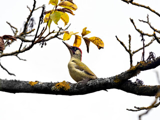 Wildlife photo of an European Green Woodpecker (Picus viridis) sitting on a branch in autumn, white background, Germany
