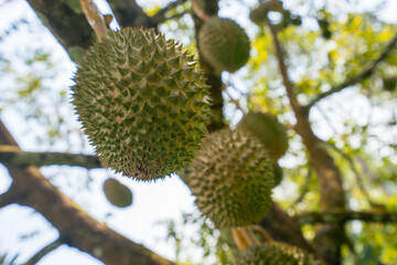 Durian, oval-shaped, large, hard-shelled lobes Hard thorns all over the fruit The meat covering the seeds has a sweet taste. It has many varieties.