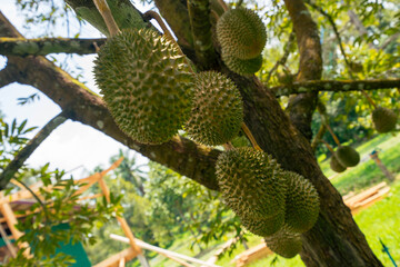 Durian, oval-shaped, large, hard-shelled lobes Hard thorns all over the fruit The meat covering the seeds has a sweet taste. It has many varieties.