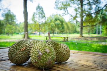 Durian, oval-shaped, large, hard-shelled lobes Hard thorns all over the fruit The meat covering the seeds has a sweet taste. It has many varieties.