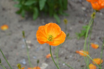 Fototapeta premium orange poppy flower