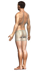 Fototapeta premium 3d rendered illustration of the male body