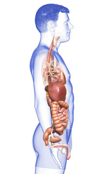 3d rendered medically accurate illustration of male Digestive System  and heart