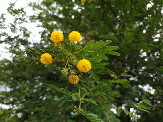yellow flowers in the garden