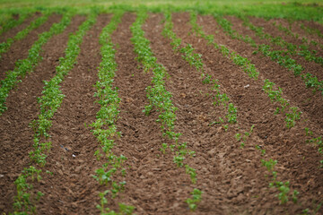 Fototapeta na wymiar ploughed field ready for crops