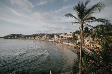 Obraz premium coconut trees on the beach