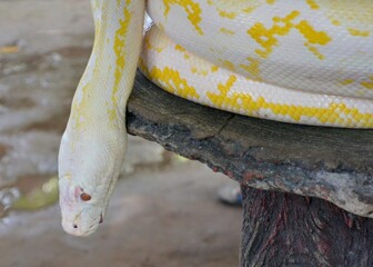 beautyful big size python anaconda white color yellow motif on wood