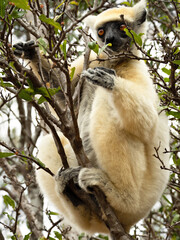 Closeup of the endangered Golden-crowned Sifaka (Propithecus tattersalli) in its natural habitat, Madagascar