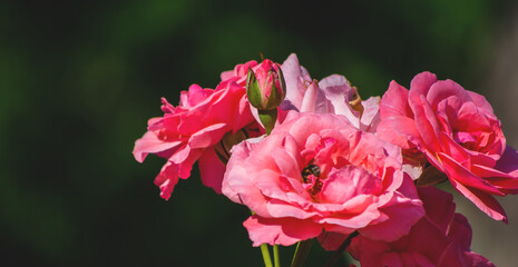 Flowering bush of pink roses close-up.