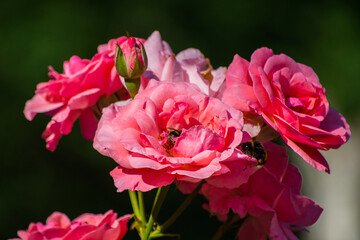 Fototapeta premium The bumblebee hid under the petals of pink rose buds.