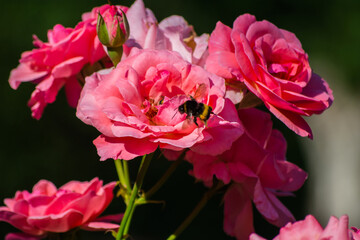 Obraz premium A bumblebee sat on a pink rose bud to collect pollen. Close-up.