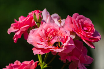 A bumblebee flies for pollen to the buds of pink roses. Close-up.