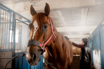 Fototapeta premium Kobieta pielęgnacja szczotkuje konia i przygotowuje się po jeździe w stajni