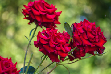 A bush of blooming scarlet roses. Close-up.