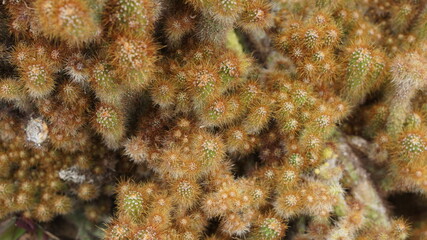 coral reef with fish