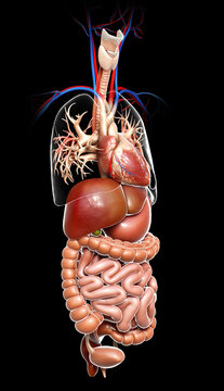 3d rendered medically accurate illustration of  Digestive System  and heart