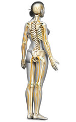 3d rendered medically accurate illustration ofa female nervous system and skeleton system