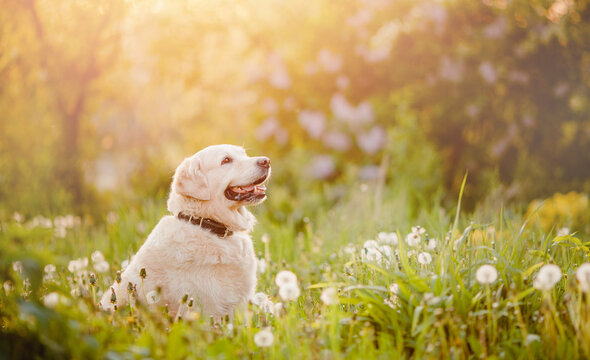 Portrait of dog Beauty Golden retriever in park sitting in grass on summer day sun light